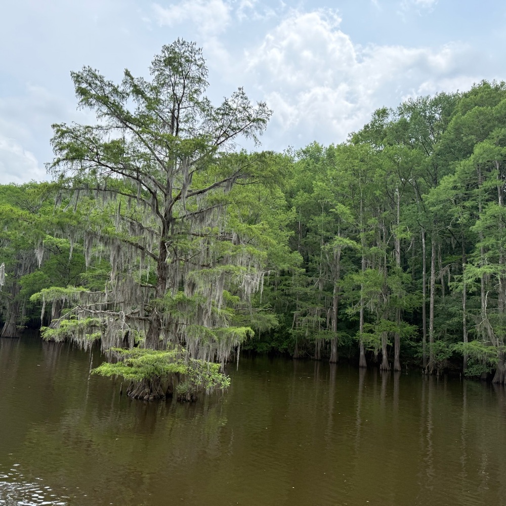Scenic Cypress Tree Photo
